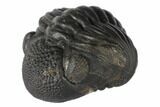 Wide Enrolled Pedinopariops Trilobite #125099-4